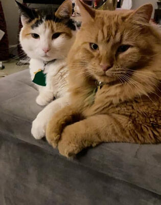 2 cats on couch