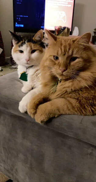 2 cats on couch