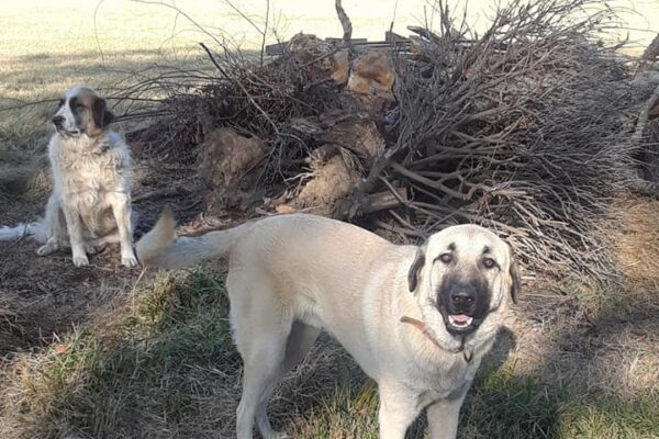 2 dogs in shadows