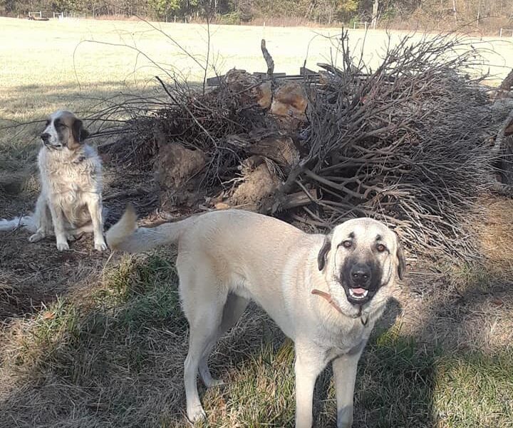 2 dogs in shadows