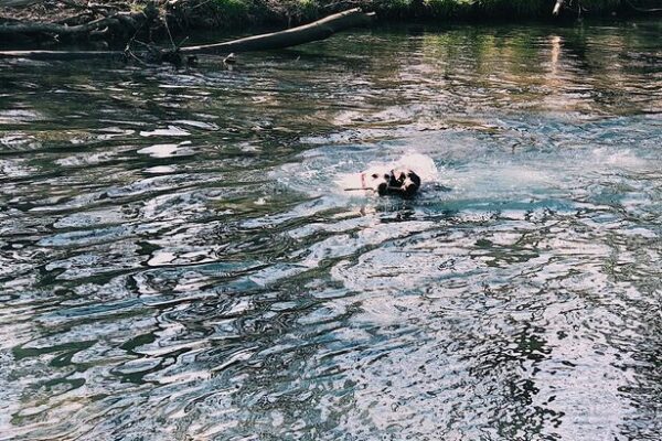 2 dogs swim with stick