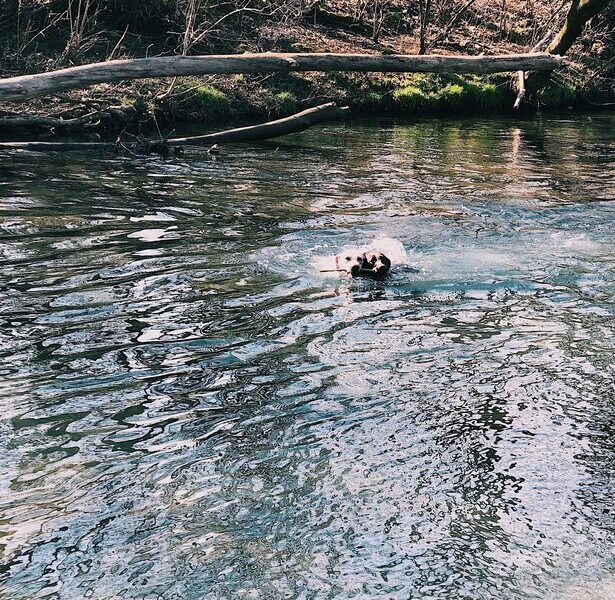 2 dogs swim with stick