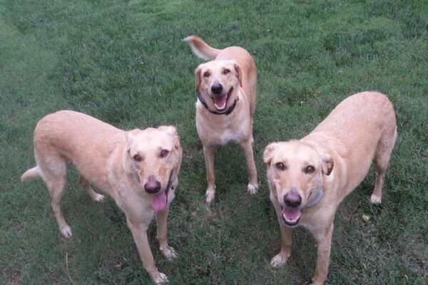 3 labs