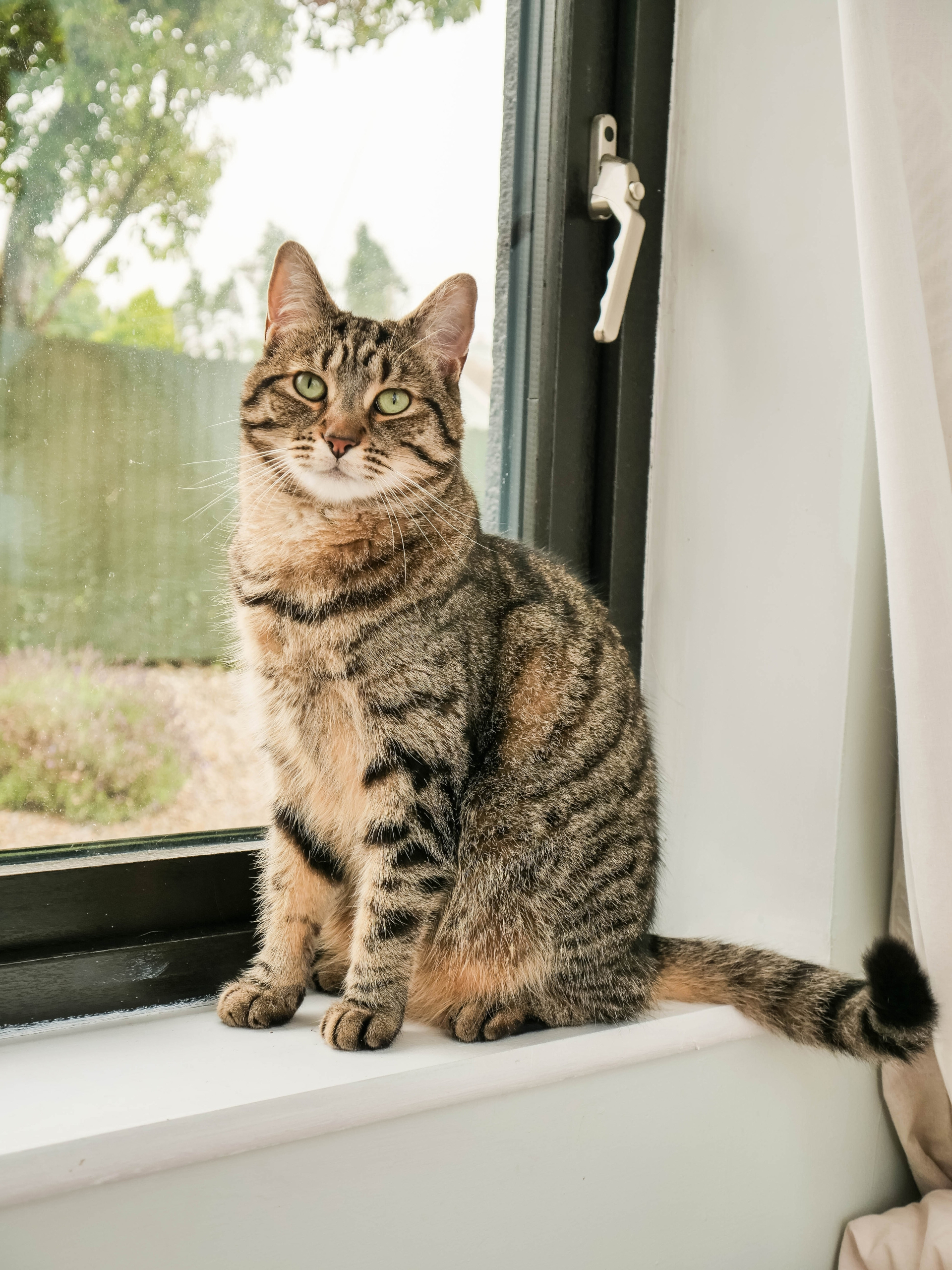 Healthy Tabby Cat Sitting by a Window Looking Alert and Curious - Veterinary Clinic Fayetteville AR A beautiful tabby cat sitting comfortably by a window with bright green eyes, representing healthy indoor pets and the importance of routine feline veterinary care - Veterinary Clinic Fayetteville AR