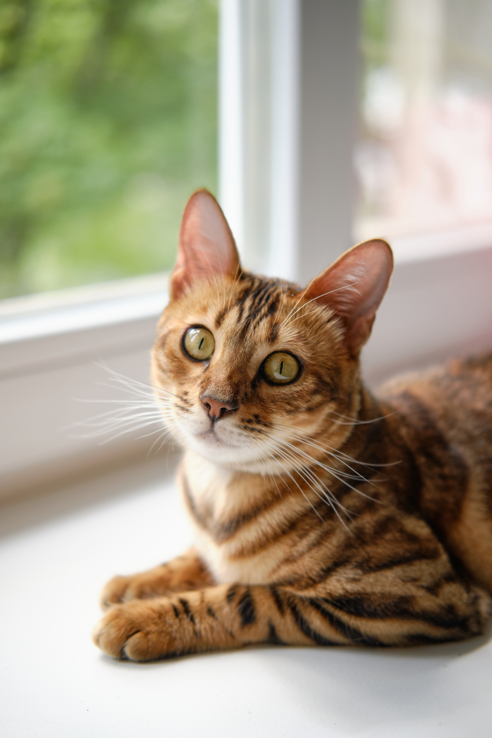 Beautiful Bengal Cat Resting by a Window in Natural Light - Springdale Animal Clinic A healthy Bengal cat with striking markings and bright eyes resting comfortably by a window, representing attentive veterinary care and feline wellness - Springdale Animal Clinic