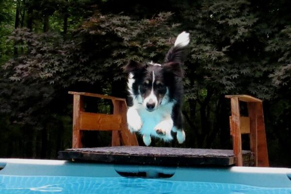 border collie jump