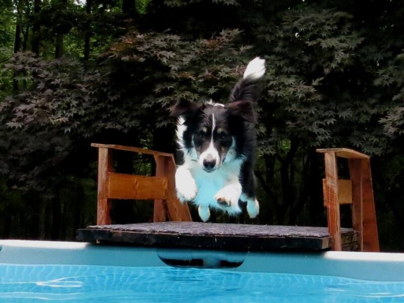 border collie jump