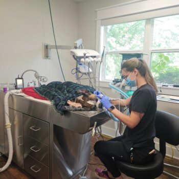 dentalkate_orig