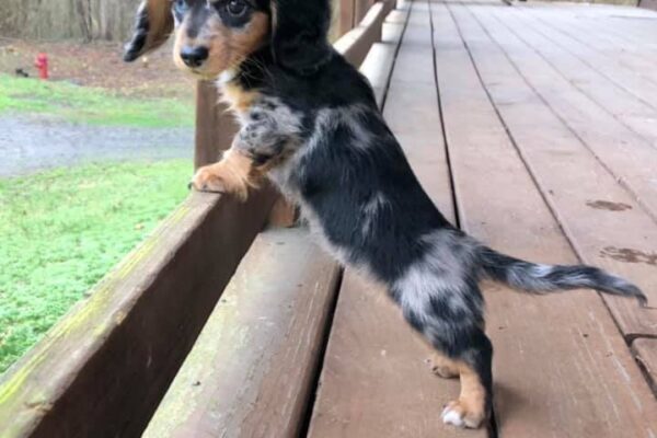 doxie mix