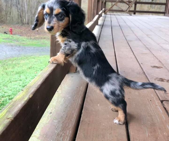 doxie mix