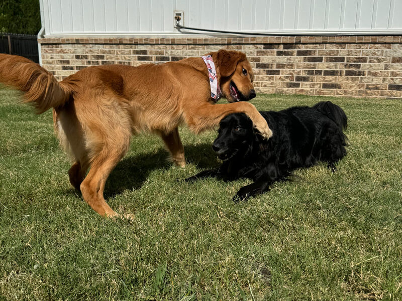golden & black dogs