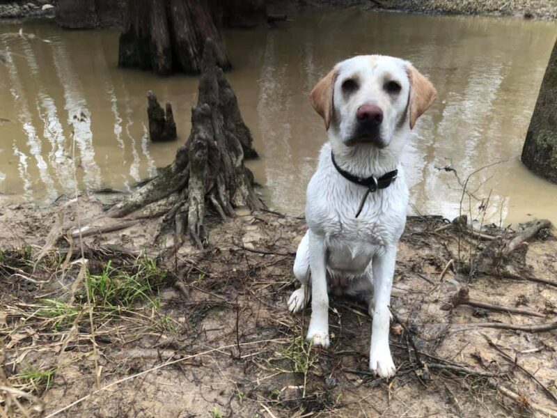 lab near water
