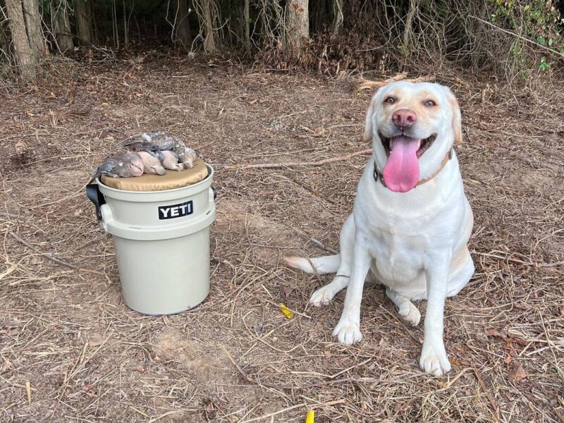 lab & yeti