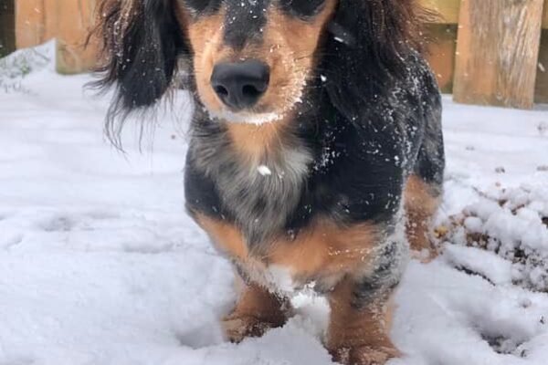 longhair doxie