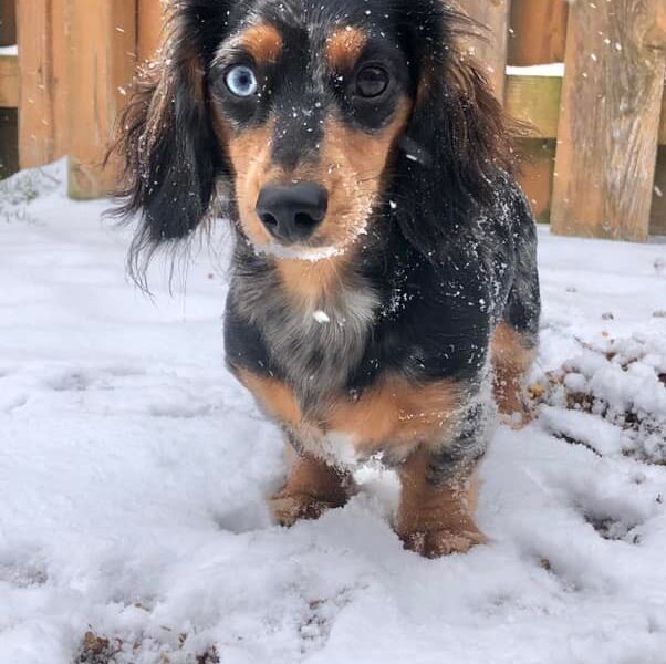 longhair doxie