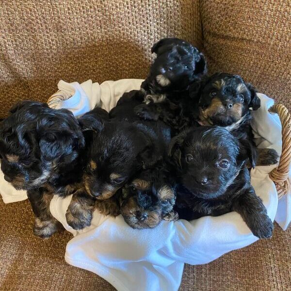 puppies