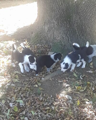 puppies tree