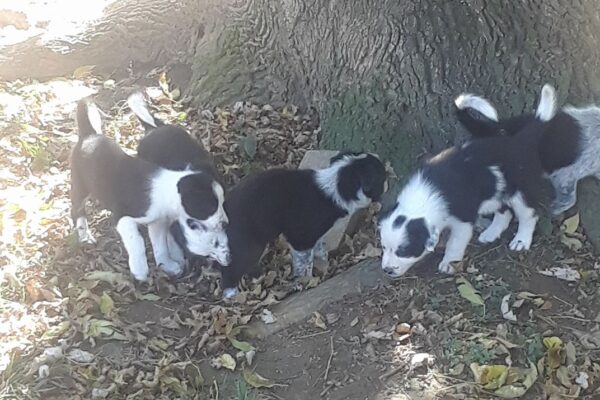 puppies tree
