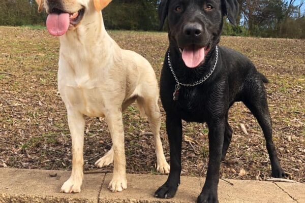 yellow & black labs