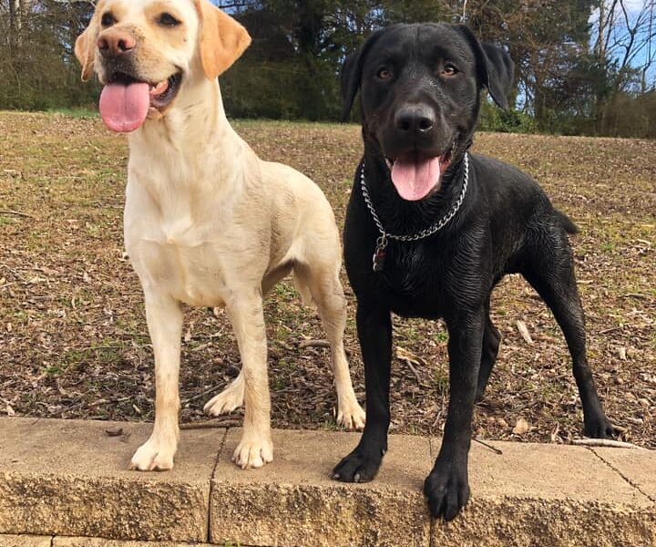 yellow & black labs